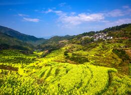 婺源春色浓 油菜黄满天 